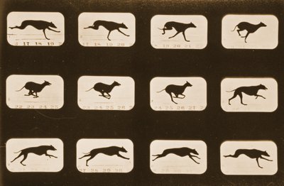 Image sequence of running Greyhounds, 